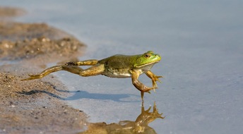 Schweizer Tierschutz STS: Medienmitteilung: Verbot von Froschschenkel-Import – Schweizer Tierschutz STS unterstützt politische Forderung