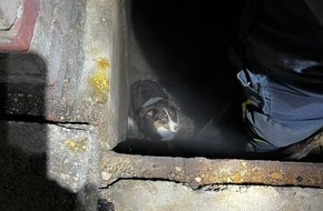 Polizei Hagen: POL-HA: Entlaufener Hund aus Schacht einer leerstehenden Fabrik in Eilpe geborgen