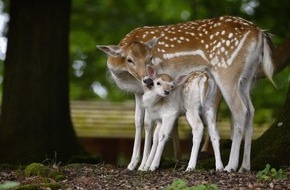 Erlebnispark Tripsdrill: Tierischer Nachwuchs in Tripsdrill