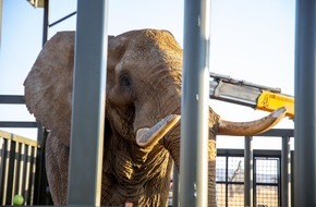 VIER PFOTEN - Stiftung für Tierschutz: En Afrique du Sud, la liberté pour Charley l’éléphant