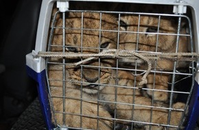 IFAW - International Fund for Animal Welfare: Neuer EU-Aktionsplan zur Bekämpfung des illegalen Wildtierhandels vorgestellt