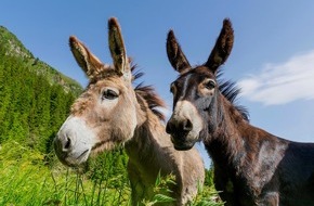 Schweizer Tierschutz STS: Medienmitteilung/Revision der Tierschutzverordnung: Ein Anfang ist getan – viel Handlungsbedarf bleibt bestehen