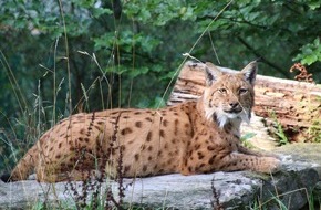 Verband der Zoologischen Gärten (VdZ): Artenschutz auf die Agenda - nicht nur am World Wildlife Day / Verband der Zoologischen Gärten fordert gezielte Umsetzung der Nationalen Biodiversitätsstrategie der neuen Regierung