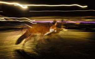 Naturmuseum St. Gallen: Neue Sonderausstellung &laquo;Der Fuchs &ndash; Meister der Anpassung&raquo;