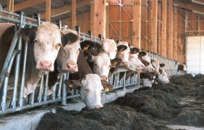 VIER PFOTEN - Stiftung für Tierschutz: Supermärkte setzen auf Grillfleisch statt Klimaschutz