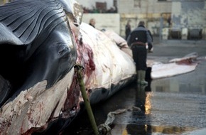 IFAW - International Fund for Animal Welfare: Isländische Studie belegt Grausamkeit des Walfangs