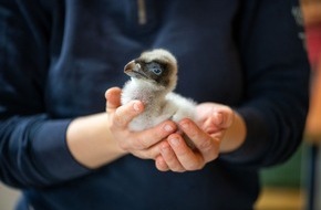 Natur- und Tierpark Goldau: Starthilfe für den Artenschutz – Goldauer Bartgeierküken wieder mit Eltern vereint