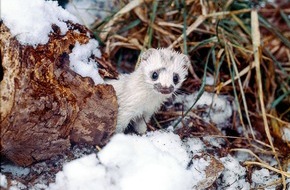 Heinz Sielmann Stiftung: PM Tierisch durch den Winter: So unterschiedlich &uuml;berstehen Wildtiere die kalte Jahreszeit