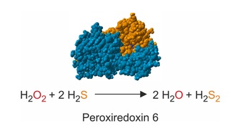 Rheinland-Pfälzische Technische Universität Kaiserslautern-Landau (RPTU): Neue Verbindung zwischen Peroxid- und Sulfidstoffwechsel entdeckt – Erfolg in der Peroxidase-Forschung an der RPTU