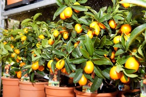 Belles plantes siciliennes sur les balcons de Suisse