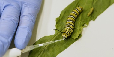 Universität Hohenheim: Toxische Leidenschaft: Monarchfalter-Raupen gieren nach giftiger Pflanzenmilch