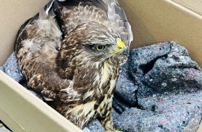 Polizeidirektion Landau: POL-PDLD: Jockgrim - Polizisten retten verletzten Raubvogel
