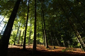 Südliche Weinstraße e.V.: Im Wald "baden" - ein magisches Erlebnis an der Südlichen Weinstrasse