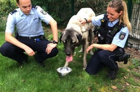Kreispolizeibehörde Wesel: POL-WES: Moers - großer Hund verirrt sich auf die Autobahn A 40