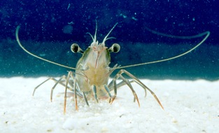 International Council for Animal Welfare: Aldi S&uuml;d setzt als erster deutscher Supermarkt auf tierschutzgerechte Bet&auml;ubung von Garnelen / Bis 2035 soll die gesamte Lieferkette umgestellt werden