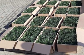 Bundespolizeiinspektion Bad Bentheim: BPOL-BadBentheim: 1536 Cannabispflanzen beschlagnahmt