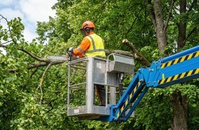 goodRanking Online Marketing Agentur: Baumpflege und Garten: Wahl der richtigen F&auml;lltechnik f&uuml;r jeden Baumzustand