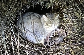 Polizeipräsidium Rostock: POL-HRO: Katze in Tellereisenfalle gefangen - Polizei ermittelt gegen Unbekannt