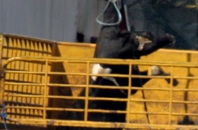 Deutscher Tierschutzbund e.V.: Neue Belege für Tierqual mit EU-Subventionen: Deutscher Tierschutzbund fordert politische Konsequenzen
