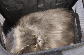 Bundespolizeidirektion Sankt Augustin: BPOL NRW: Aussetzung zweier Katzen am Bahnhof - Verursacher von Bundespolizei gestellt