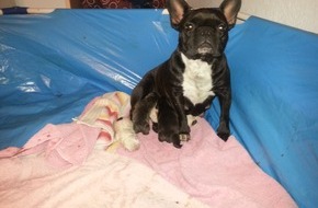 Polizeidirektion Göttingen: POL-GOE: (135/2013) Wo ist "Luci"? - Französische Bulldogge spurlos aus Garten auf dem Holtenser Berg verschwunden