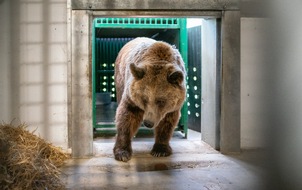 Deutscher Tierschutzbund e.V.: PM - Bäreneinzug im Tierschutzzentrum Weidefeld