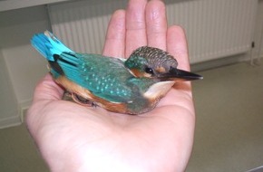 Polizei Rhein-Erft-Kreis: POL-REK: Eisvogel im Polizeigewahrsam - Kerpen