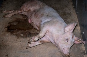 tierretter.de e.V.: Tierquälerei im Kreis Steinfurt? - Tierschutzverein veröffentlicht grausames Videomaterial aus vier Schweinemastbetrieben