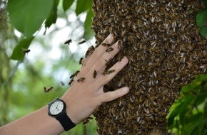 Deutscher Imkerbund e.V.: Bienenhaltung - alles andere als easy