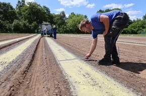 Deutsche Bundesstiftung Umwelt (DBU): DBU: Unkraut im Gemüsebau auch ohne Pestizide in Schach halten