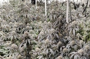 Polizeidirektion Hannover: POL-H: Durchsuchungen: Polizei entdeckt in Garbsen Indoorplantage mit hunderten Cannabis-Pflanzen und beschlagnahmt gr&ouml;&szlig;ere Geldsumme in Wohnung in Laatzen