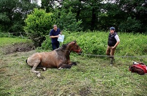 Feuerwehr Essen: FW-E: Pferd in Bachlauf gestürzt, Zugänglichkeit zum Gelände nur schwer möglich