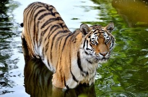 Verband der Zoologischen Gärten (VdZ): Große Katzen, große Bedrohung - Zoos erhalten Löwe, Tiger & Co.
