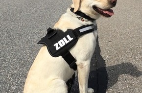 Hauptzollamt Singen: HZA-SI: Zollhund Odin findet Drogenpaket Schmuggelversuch von 200 Gramm Kokain aufgeflogen