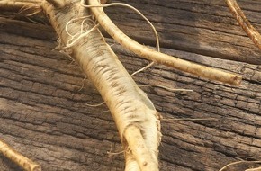 CGC - Cramer-PR im Gesundheitswesen: Aktuelle Untersuchung bestätigt die antibakterielle Wirkung der "Heilpflanze des Jahres 2021" / Meerrettich bekämpft die häufigsten Erreger von Blasenentzündungen