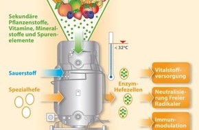 Dr. Wolz Zell GmbH: Aktuelle Studien: Hefe macht fit und stärkt die Abwehr! / Enzym-Hefezellen reduzieren Freie Radikale und modulieren Immunsystem (BILD)