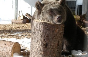 VIER PFOTEN - Stiftung für Tierschutz: Une nouvelle vie pour Jambolina à Arosa Terre des Ours