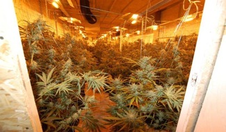 Polizeidirektion Pirmasens: POL-PDPS: "Cannabis-Fabrik" in Schindhard ausgehoben