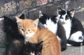 Deutscher Tierschutzbund e.V.: PM - Hilfe für Straßenkatzen in Schleswig-Holstein: Tierschutzbund unterstützt Kastrationsaktion