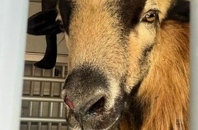 Landespolizeiinspektion Erfurt: LPI-EF: Schafhalter gesucht (FOTO)