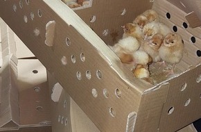 Bundespolizeiinspektion Kaiserslautern: BPOL-KL: Grenzkontrolle deckt Tiertransport mit 1020 K&uuml;ken auf