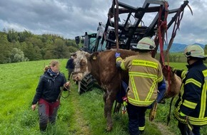Freiwillige Feuerwehr Wachtberg: FW Wachtberg: Eingesunkene Kuh bei Wachtberg-Ließem