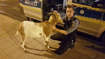 Polizeipräsidium Nordhessen - Kassel: POL-KS: Tierischer Einsatz für Polizeirevier Süd-West: Streife fängt Ziege bei nächtlichem Ausflug ein