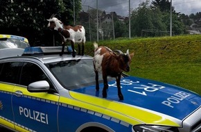 Polizeipräsidium Freiburg: POL-FR: Schopfheim/ Wiechs: Ziegen klettern auf Streifenwagen und treiben ihr Unwesen auf Tennisplatz