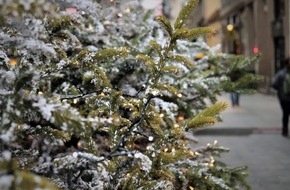 Bund deutscher Baumschulen (BdB) e.V.: Nachhaltige Weihnachtsbäume im Topf - die Tanne trotzt dem Klimawandel