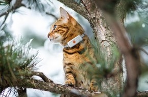 Weenect: Europäische Studie widerlegt Mythos: Katzenhalsbänder retten Leben, statt sie zu gefährden