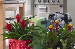 Blumenbüro: Karibisches Ambiente im Wohnzimmer -  Bromelien peppen die kalte Jahreszeit auf (mit Bild)