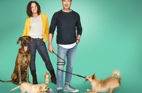 SAT.1 GOLD: Vom Wirbelwind zum Musterwelpen: Neue Doku-Reihe "Kleine Hunde - Großes Chaos" mit den Hundetrainern Kate Kitchenham und Jochen Bendel ab 29. August 2019