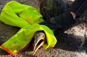 Polizeiinspektion Celle: POL-CE: "Widerstand" eines Kormorans