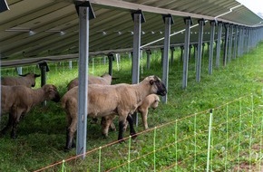 Apricus Solar AG: Was ein Solarpark der Region wirklich bringt